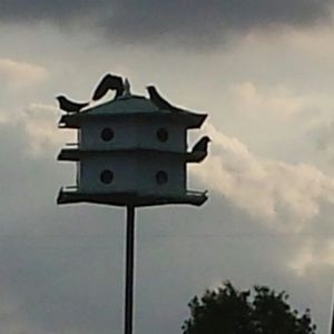 Meet your Posher, Adia